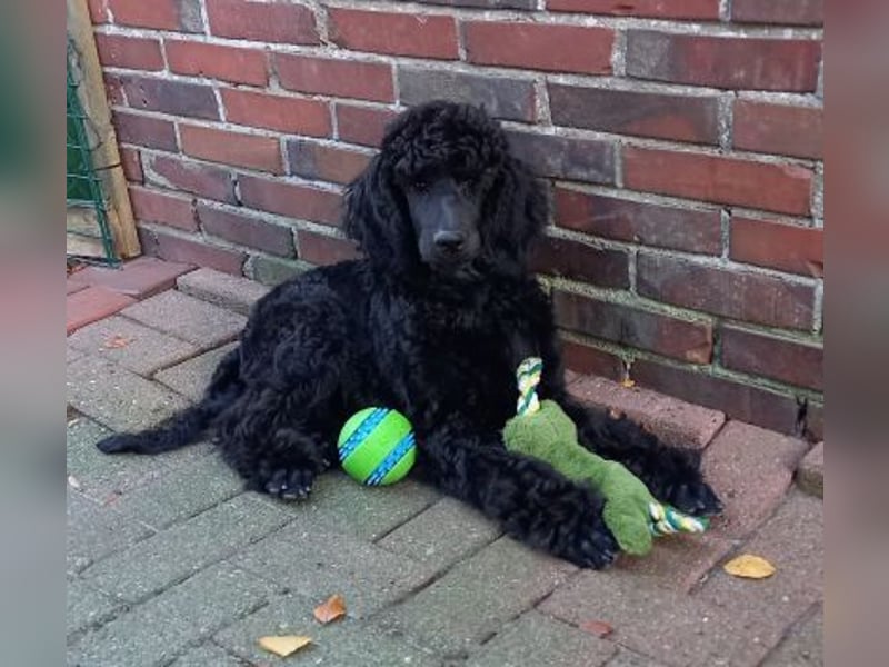 Großpudel Rüde Welpe schwarz,  lila Halsband
