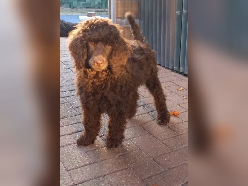 Großpudel braun Rüde Welpe Orangie