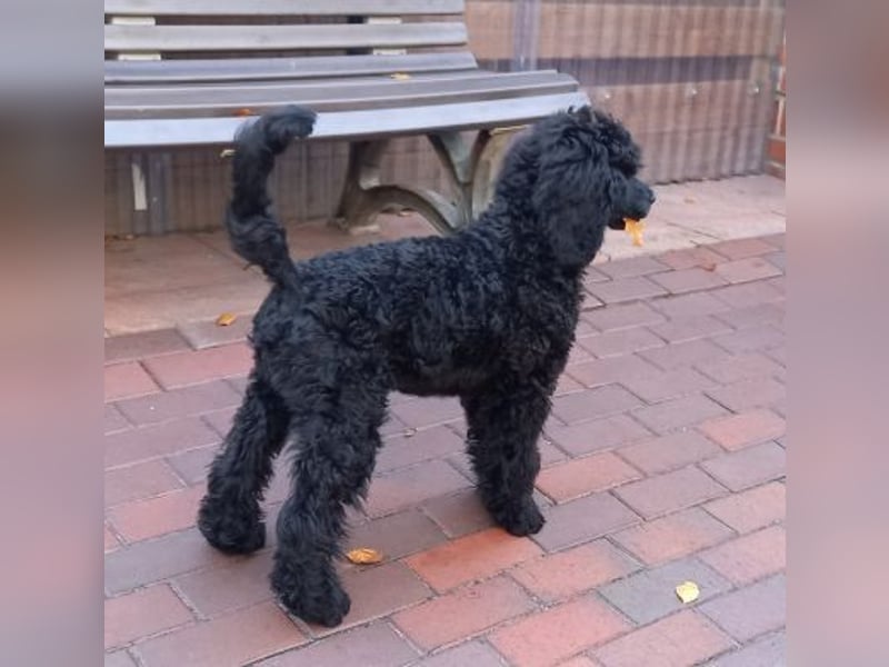 Großpudel Rüde Welpe schwarz,  blaues Halsband