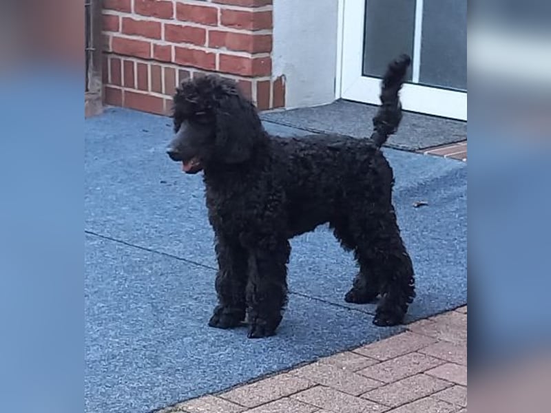 Großpudel Rüde Welpe schwarz,  blaues Halsband