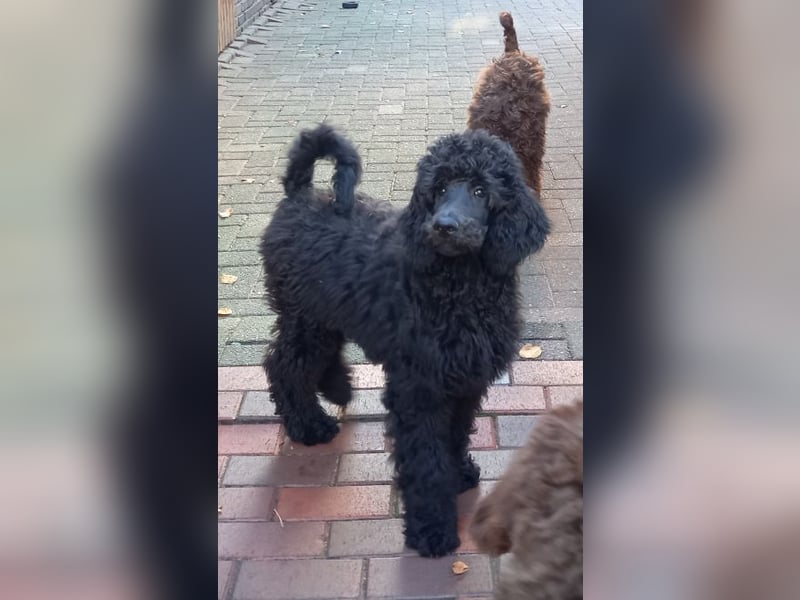 Großpudel Rüde Welpe schwarz,  navi grünes  Halsband