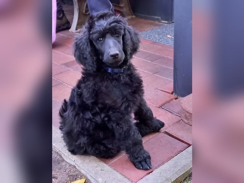 Großpudel Rüde Welpe schwarz,  blaues Halsband