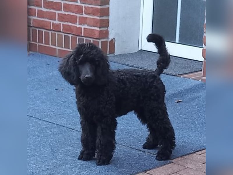 Großpudel Rüde Welpe schwarz,  blaues Halsband