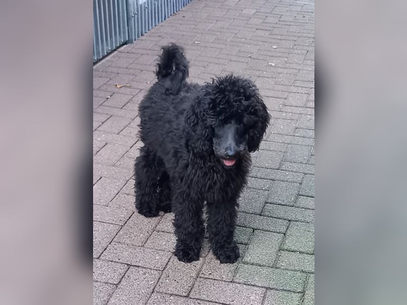 Großpudel Rüde Welpe schwarz,  navi grünes  Halsband