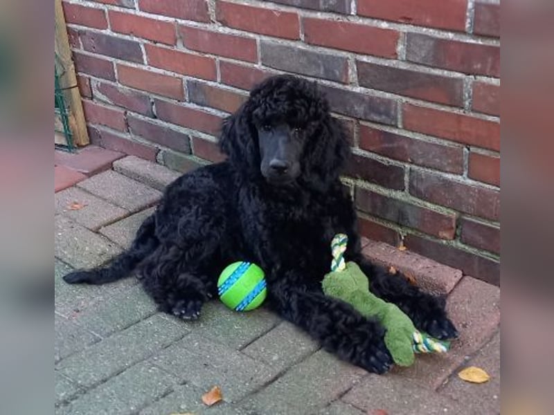 Großpudel Rüde Welpe schwarz,  lila Halsband