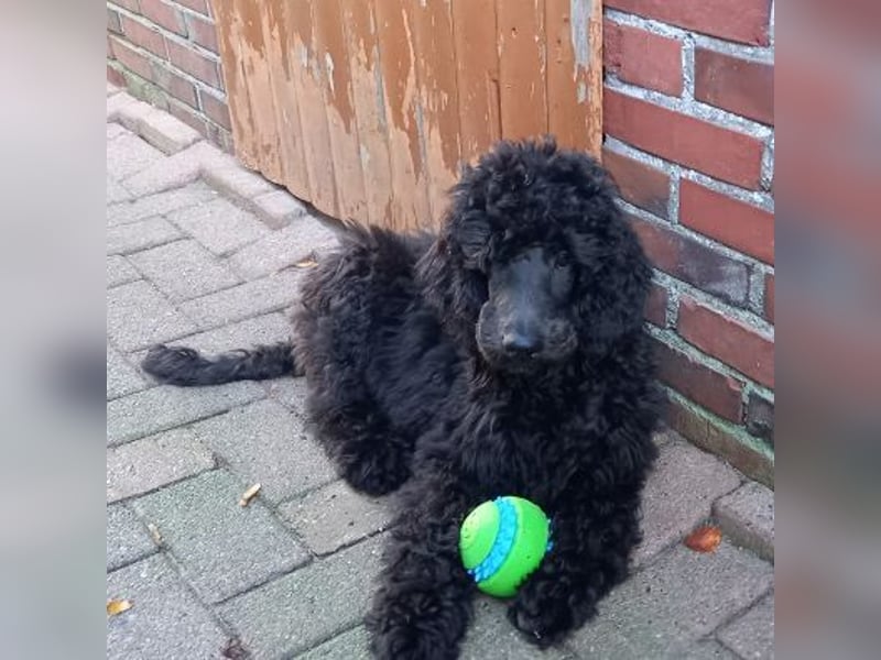 Großpudel Rüde Welpe schwarz,  navi grünes  Halsband