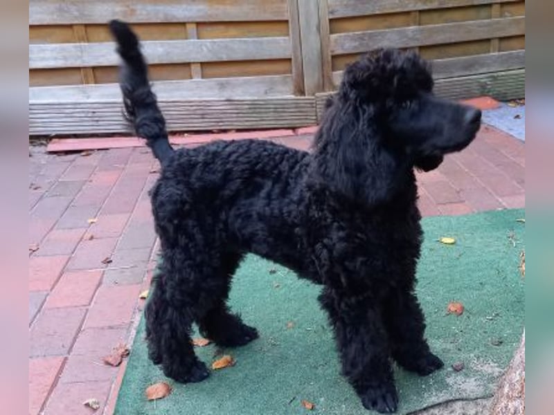 Großpudel Rüde Welpe schwarz,  blaues Halsband