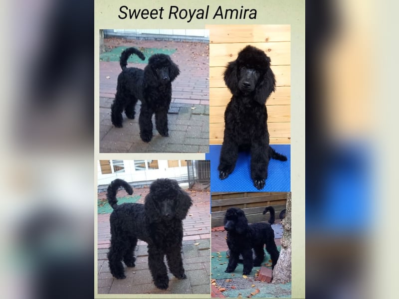 Großpudel schwarze Hündin Welpe Amira