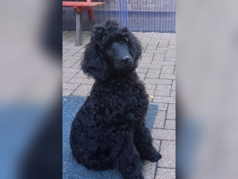 Großpudel Rüde Welpe schwarz,  lila Halsband