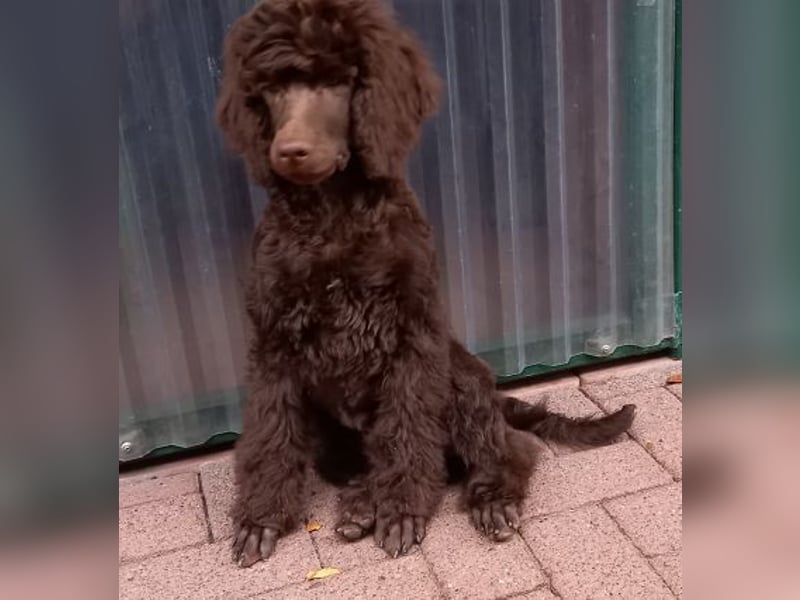 Großpudel braun Rüde Welpe Orangie