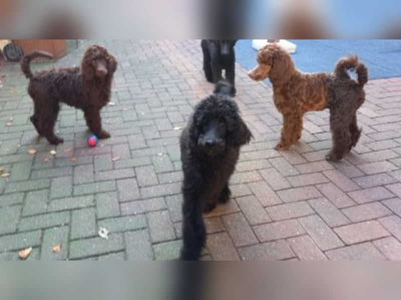Großpudel Welpen in schwarz und braun mit DPK-VDH-FCI Papieren und EU-Heimtierpass