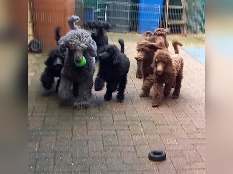 Großpudel Welpen in schwarz und braun mit DPK-VDH-FCI Papieren und EU-Heimtierpass