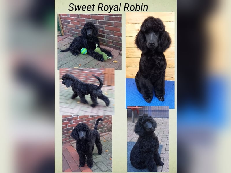 Großpudel Welpen in schwarz und braun mit DPK-VDH-FCI Papieren und EU-Heimtierpass