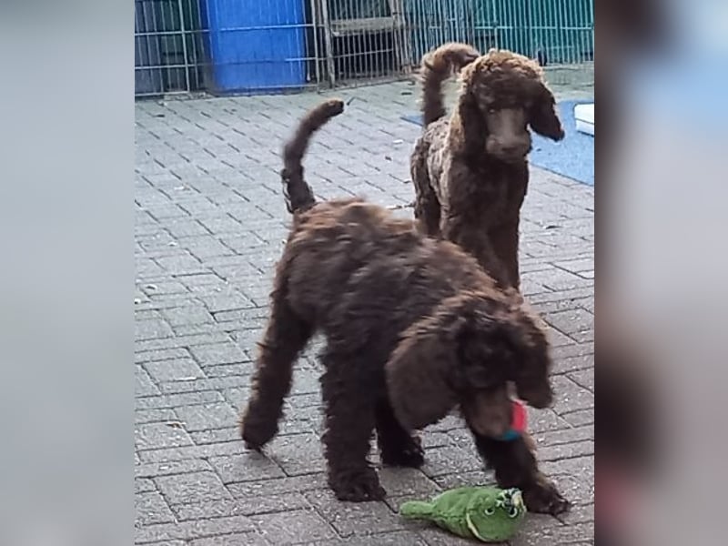 Großpudel Welpen in schwarz und braun mit DPK-VDH-FCI Papieren und EU-Heimtierpass