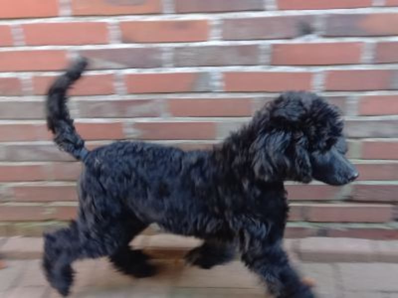 Großpudel Welpen in schwarz und braun mit DPK-VDH-FCI Papieren und EU-Heimtierpass