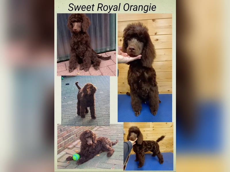 Großpudel Welpen in schwarz und braun mit DPK-VDH-FCI Papieren und EU-Heimtierpass