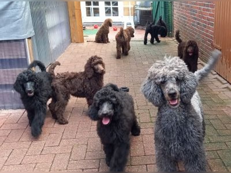 Großpudel Welpen in schwarz und braun mit DPK-VDH-FCI Papieren und EU-Heimtierpass