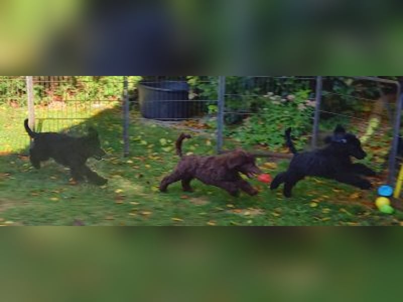 Großpudel Welpen in schwarz und braun mit DPK-VDH-FCI Papieren und EU-Heimtierpass