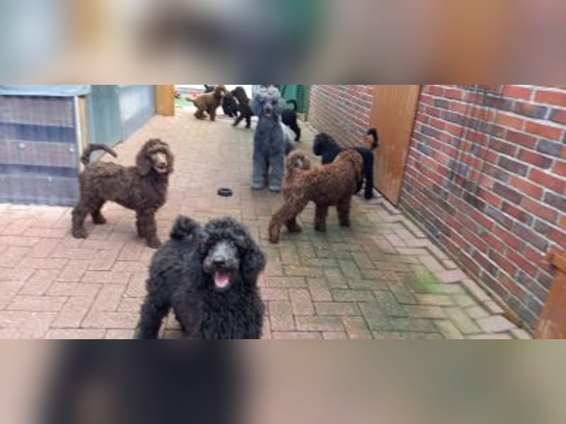 Großpudel Welpen in schwarz und braun mit DPK-VDH-FCI Papieren und EU-Heimtierpass