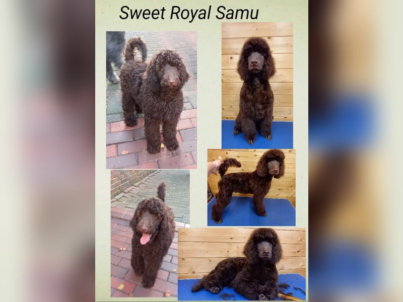 Großpudel Welpen in schwarz und braun mit DPK-VDH-FCI Papieren und EU-Heimtierpass