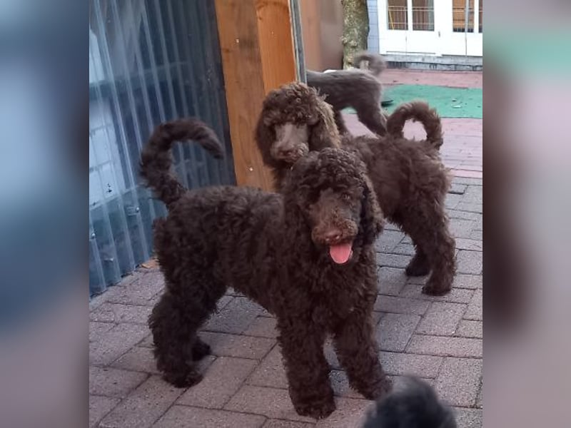 Großpudel Welpen in schwarz und braun mit DPK-VDH-FCI Papieren und EU-Heimtierpass