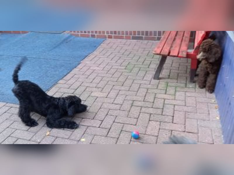 Großpudel Welpen in schwarz und braun mit DPK-VDH-FCI Papieren und EU-Heimtierpass