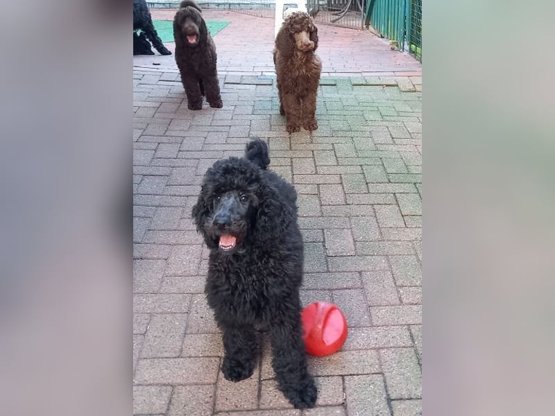 Großpudel Welpen in schwarz und braun mit DPK-VDH-FCI Papieren und EU-Heimtierpass