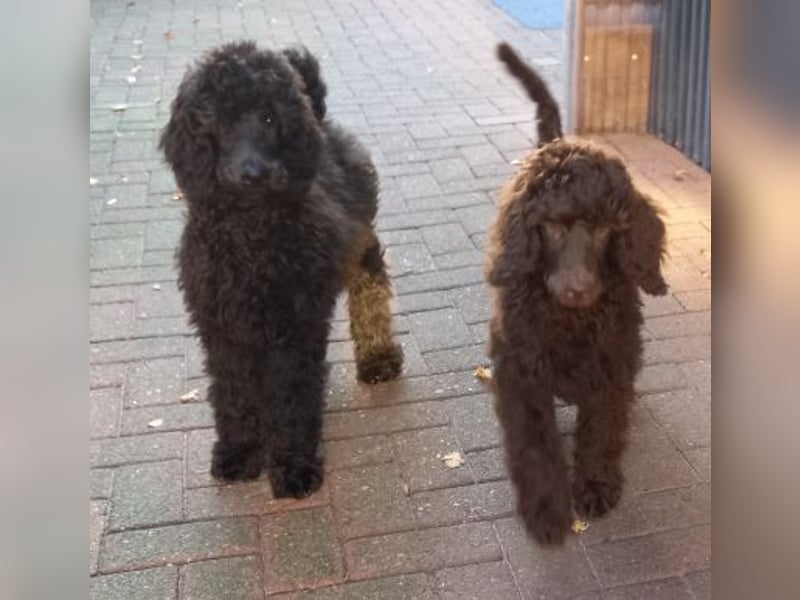 Großpudel Welpen in schwarz und braun mit DPK-VDH-FCI Papieren und EU-Heimtierpass