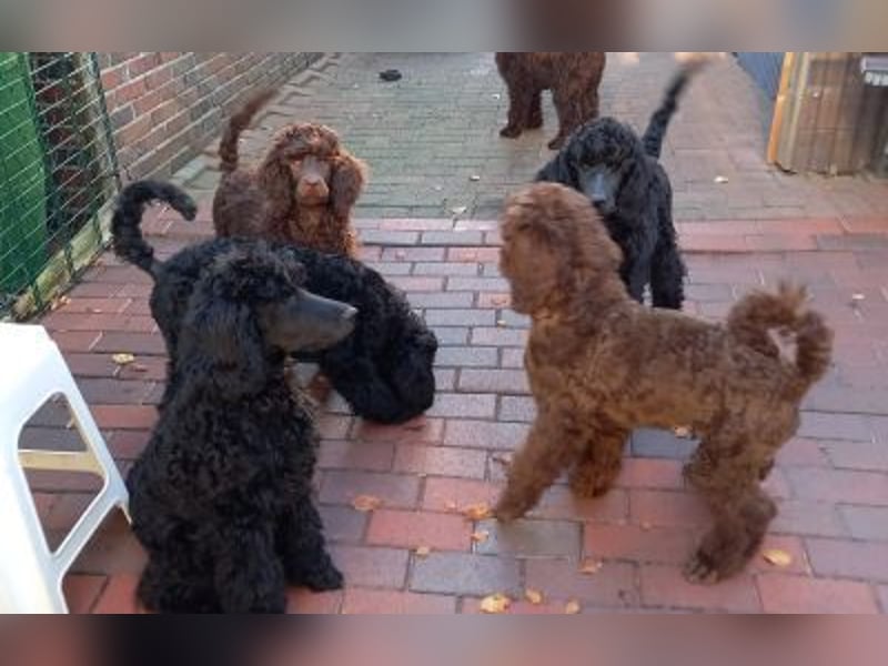 Großpudel Welpen in schwarz und braun mit DPK-VDH-FCI Papieren und EU-Heimtierpass