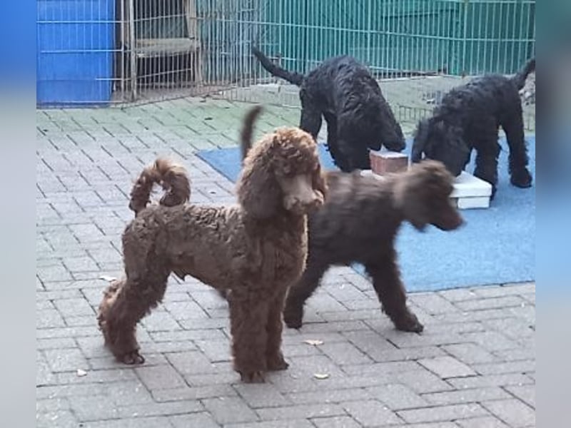 Großpudel Welpen in schwarz und braun mit DPK-VDH-FCI Papieren und EU-Heimtierpass