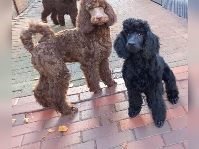 Großpudel Welpen in schwarz und braun mit DPK-VDH-FCI Papieren und EU-Heimtierpass