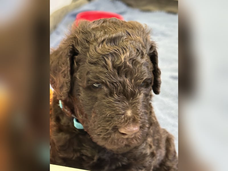 Großpudel Welpen braun