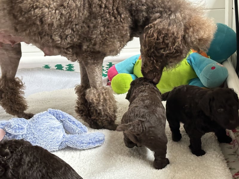 Großpudel Welpen braun