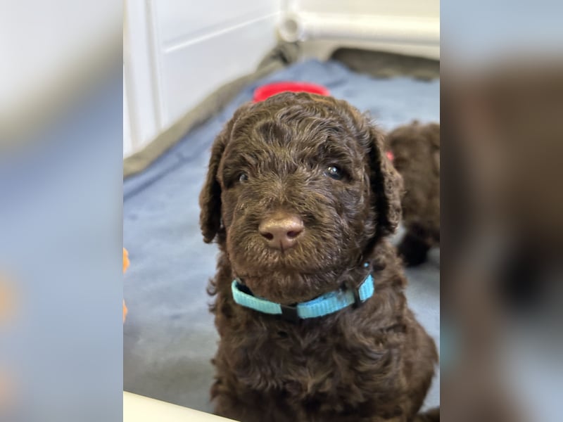 Großpudel Welpen braun