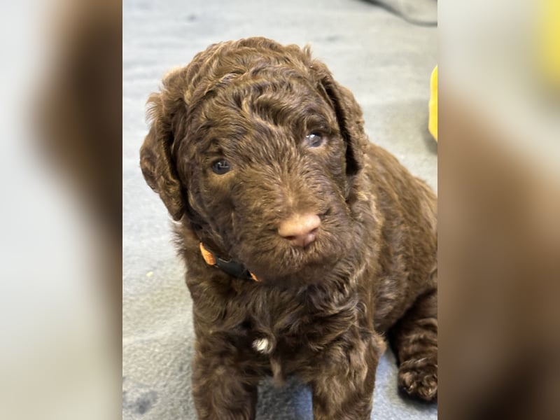 Großpudel Welpen braun