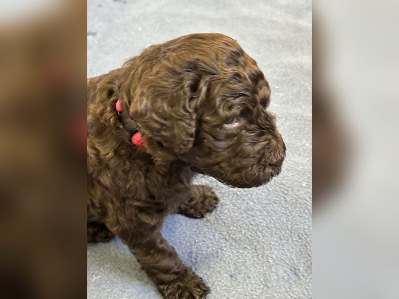 Großpudel Welpen braun