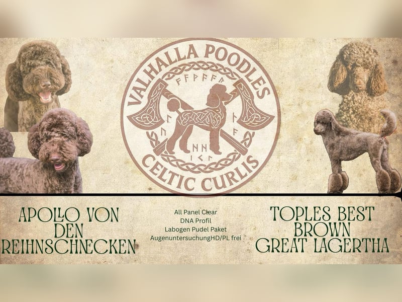 Großpudel Welpen braun