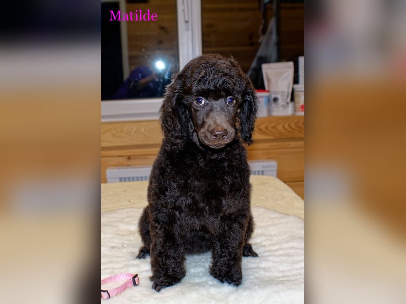 Matilde Großpü braun sucht