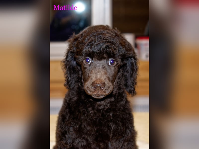 Matilde Großpü braun sucht