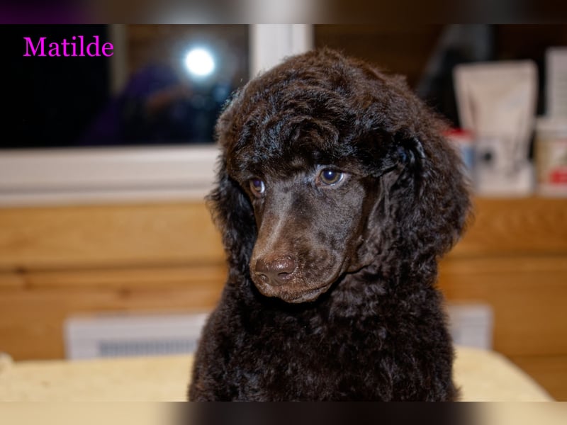 Matilde Großpü braun sucht