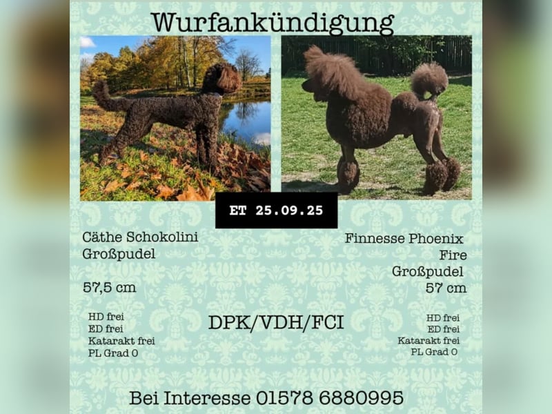Großpudel braun