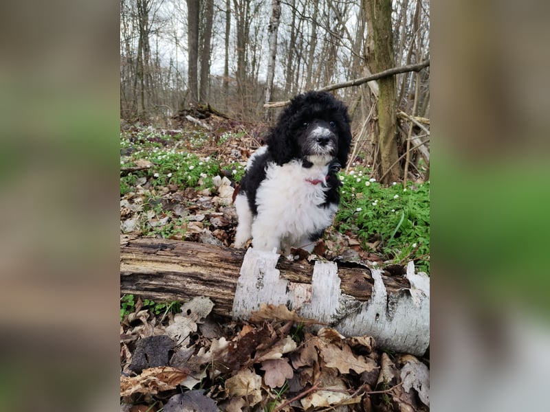 Großpudel schwarz/weiß gescheckt