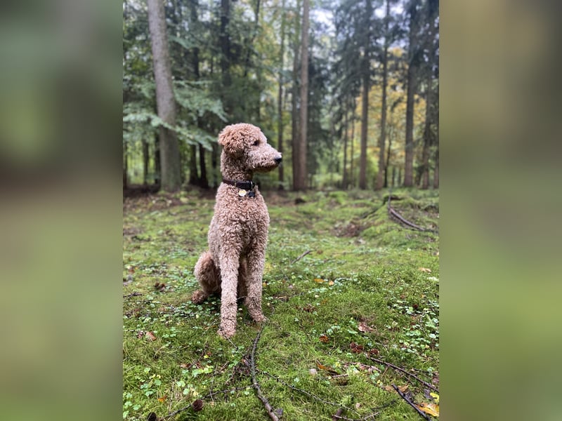 Deckrüde Königspudel apricot/fawn