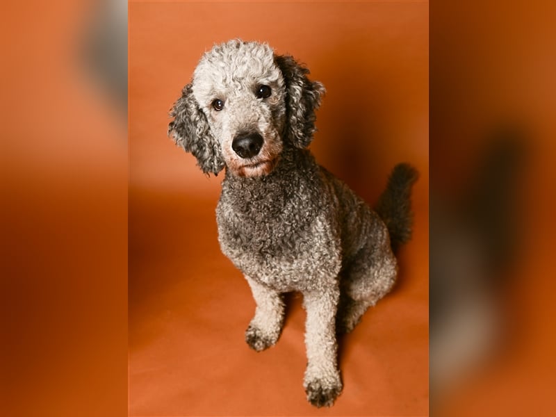 Königspudel/Großpudel Deckrüde kein Verkauf