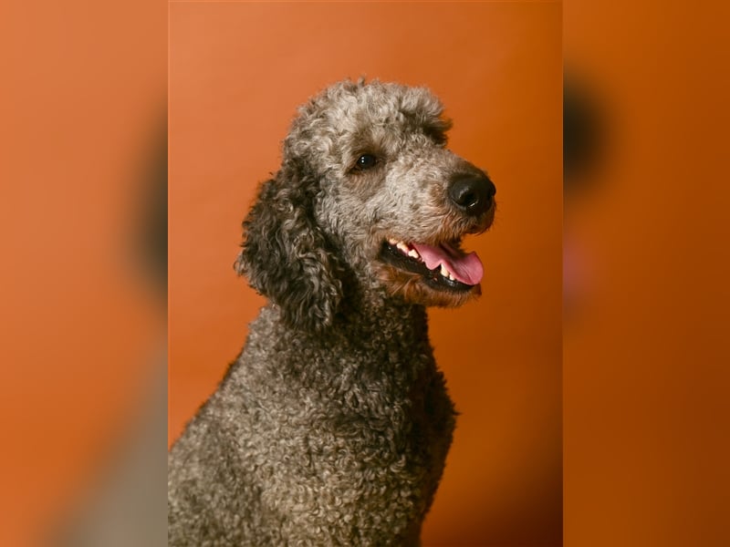 Königspudel/Großpudel Deckrüde kein Verkauf