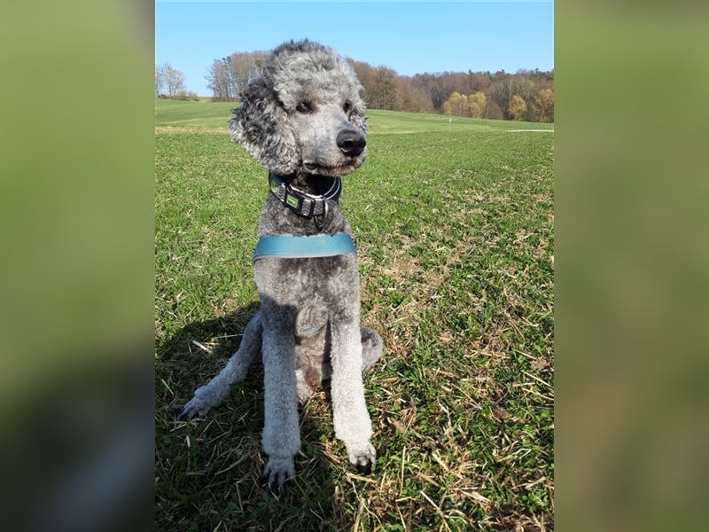 Königspudel/Großpudel Deckrüde kein Verkauf