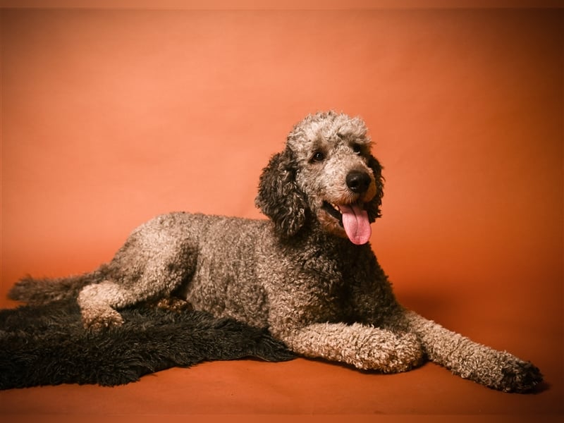 Königspudel/Großpudel Deckrüde kein Verkauf