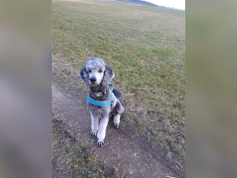 Königspudel/Großpudel Deckrüde kein Verkauf