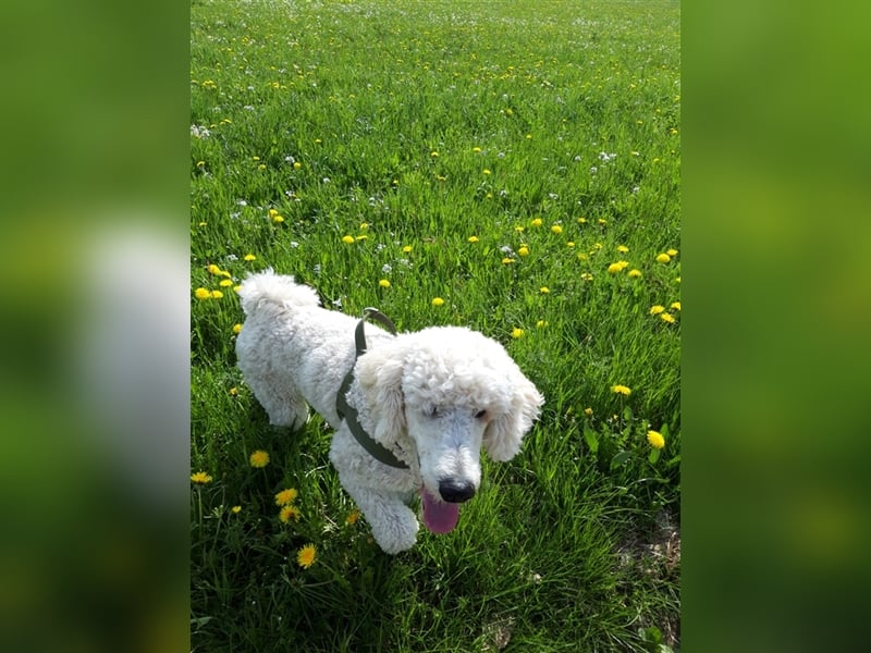 Großpudel/Königspudel Deckrüde kein Verkauf