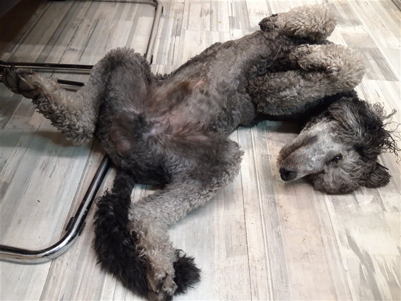 Königspudel/Großpudel Deckrüde kein Verkauf